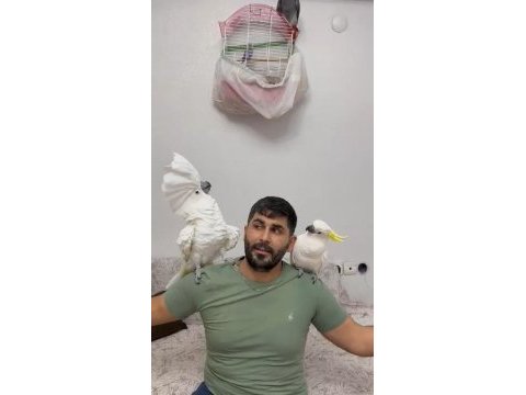 Evcil umberalla dişi kakadu konuşuyor