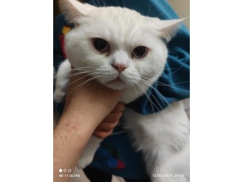 Mavi gözlü british shorthair pamuğum