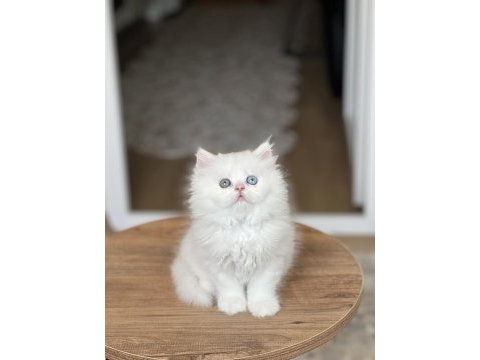 Renkli göz british longhair efsane güzellik