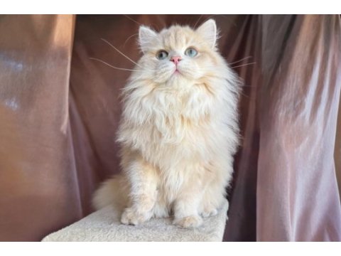 Krem british longhair oğluş