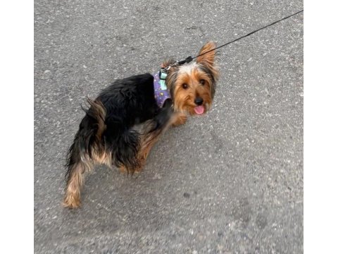 Yavru yorkshire terrier 6 aylık