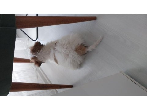 Havanese terrier 5 aylık