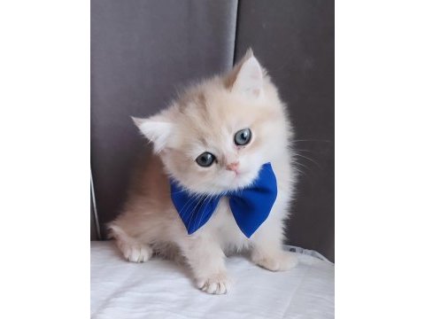 British shorthair erkek