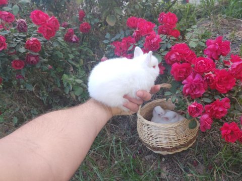 Hollanda cüce tavşan yavrusu