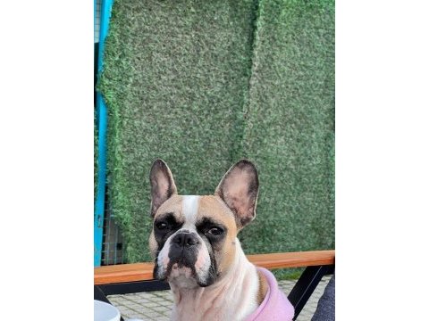 Bir insan kadar uysal french bulldog miyamız