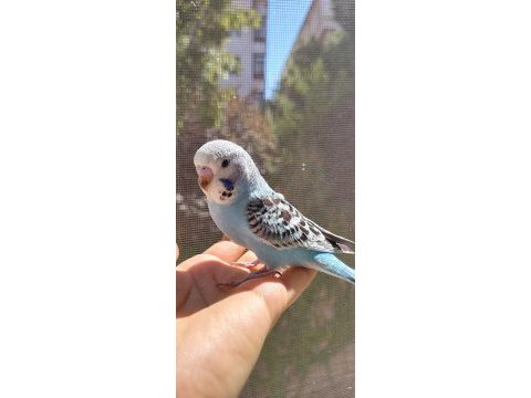 Öğretmenden evde beslenen temiz ve bakımlı muhabbet kuşları