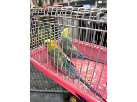 Yuva hazırlığında rainbow takım muhabbet kuşu