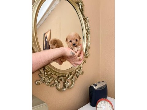 Teacup maltipoo bebekler