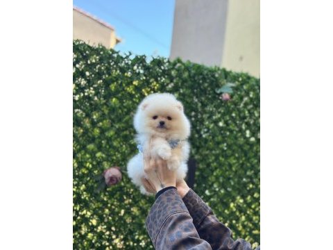 Show kalite pomeranian boo yavruları