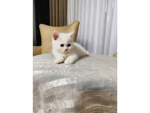 British shorthair white
