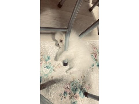 Pomeranian boo köpeğimiz