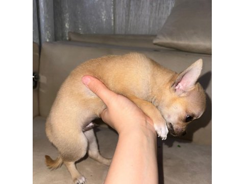 2 aylık chihuahua erkek yavrusu