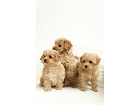 Maltipoo bebeklerimiz teacup