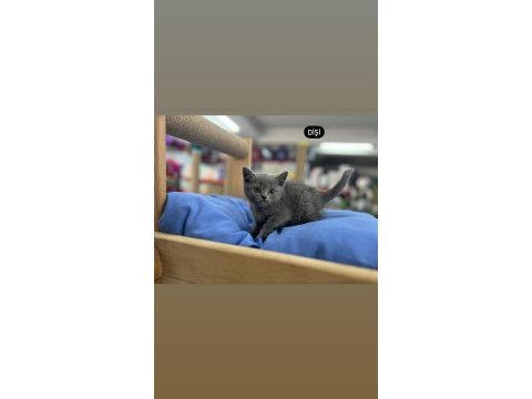 British shorthair scottish fold
