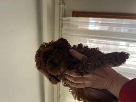 Poodle evimizin neşeleri size neşe katmak için hazırlar