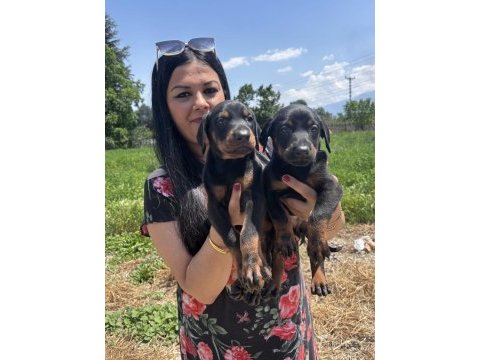 Üst kalite doberman yavrularım
