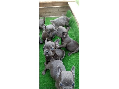 French bulldog bebekler