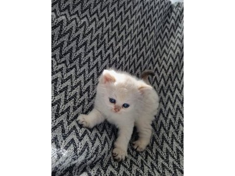 Scottish straight shorthair dişi