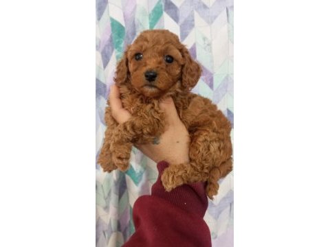 Toy maltipoo yavrularımız