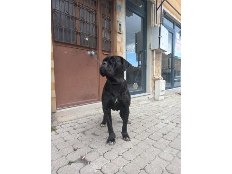 Dev dışı cane corso