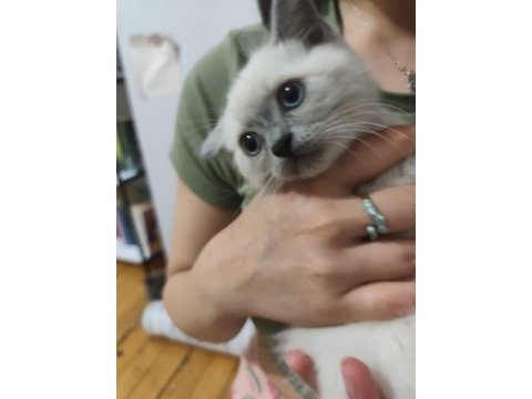 British longhair yavru gri