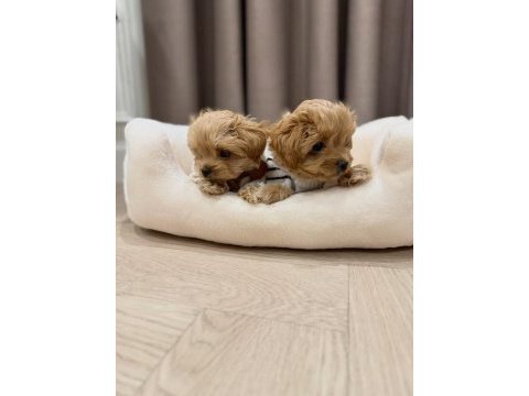 Irk garantili maltipoo yavruları
