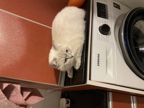 İzmir içi british shorthair