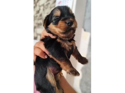 Dişi 25 günlük yorkshire terrier 20 gün sonra teslim