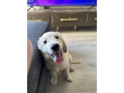 3 aylık golden retriever