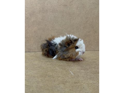 Ginepig yavru gün içi gönderim sağlanmakta