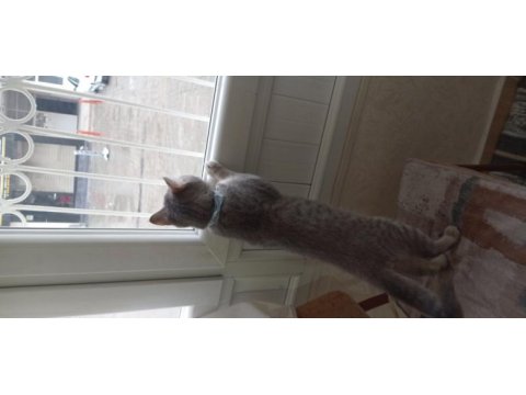 British kedim satılıktır aşıları tamdır 7 aylık