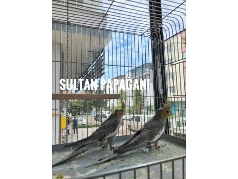 Gray sultan papağanı yavrular sizlerle