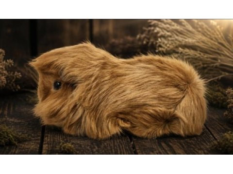 Safkan tekrenk peruvian bebek guinea pig