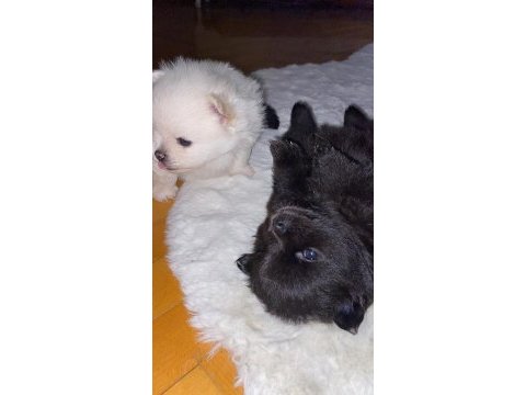 A kalite pomeranian yavruları