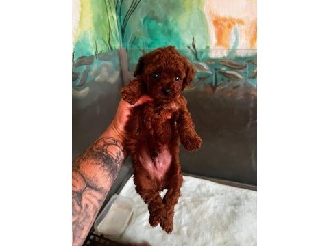 Kore teacup poodle bebeklerimiz