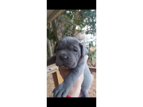 Blue cane corso