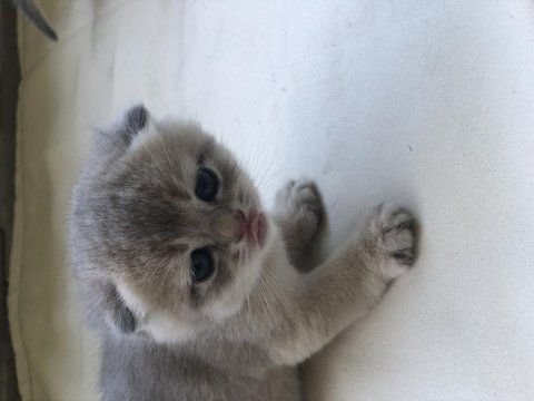 Üst düzey scottish fold yavrular