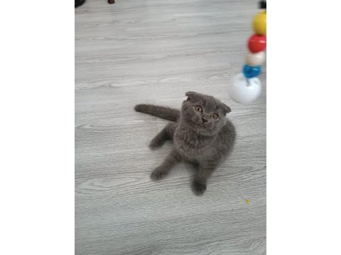 British shorthair koca kafa oğlumuz