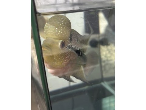 Flowerhorn red dragon kendini sevdirir pazarlık var