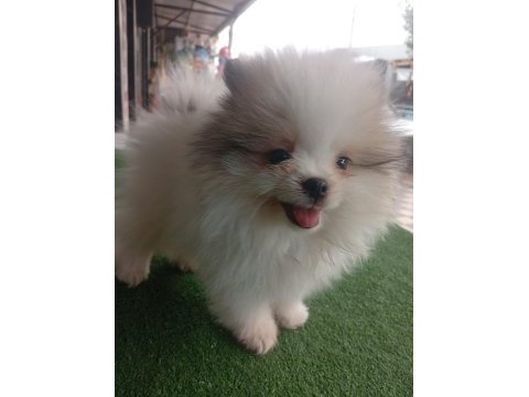 Dişi erkek tuvalet eğitimli pomeranian boo yavrular