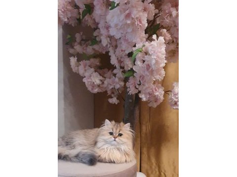 Blh ny11 güzellik yarışmasına hazır british longhair kızımız