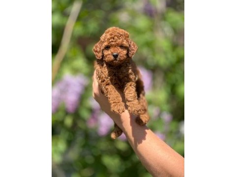 Toy poodle bebeklerim