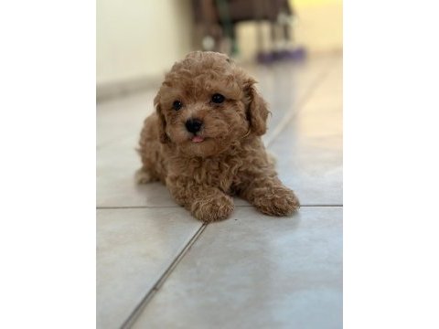 Teacup apricot toy poodle