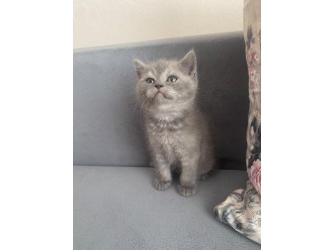Scottish fold bebekler