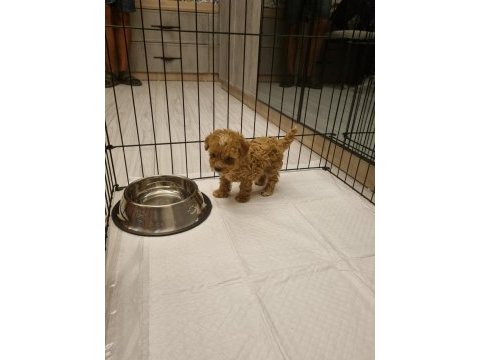 Garantili orjinal teacup maltipoo