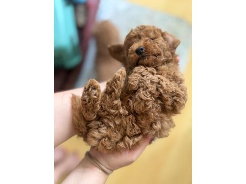 Toy poodle şecereli anneden