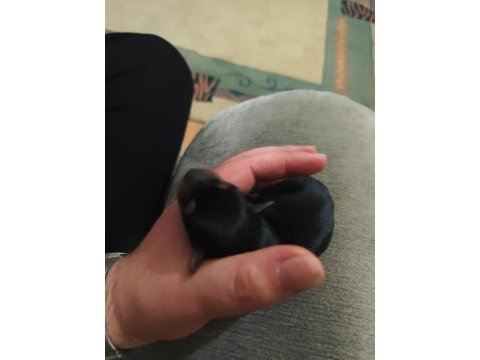 Muhteşem minyatür pinscher yavruları