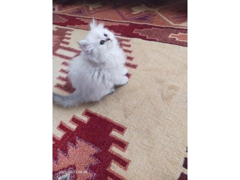 British longhair arayanlara