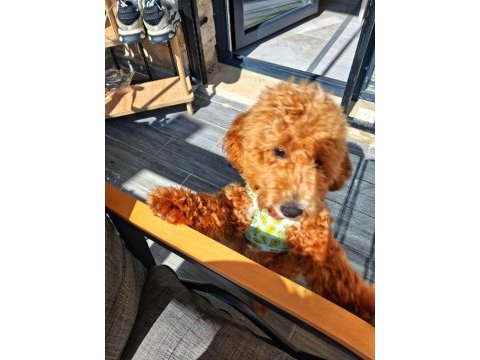 6 aylık erkek poodle