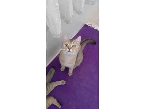 British shorthair evcilmen kedimiz